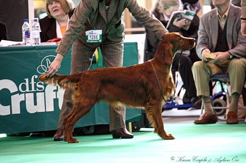 Crufts2011 101.jpg